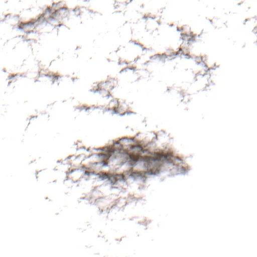 Incendio Grass Burr (Texas) — Sentinel-2 true color