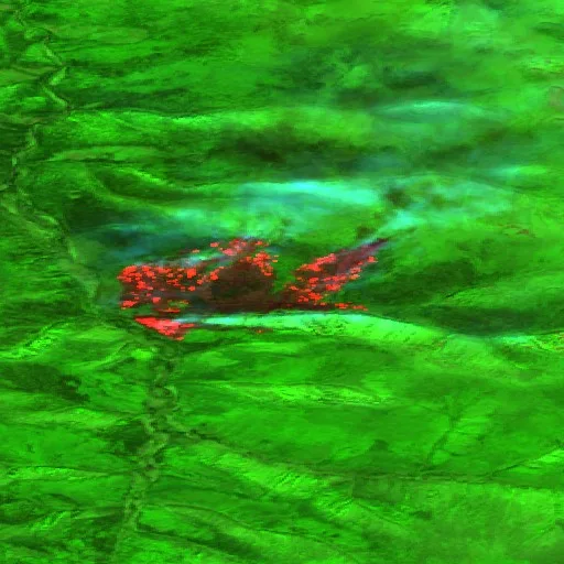 Incendio cerca de Coffee Creek — Sentinel-2 SWIR (fuego)