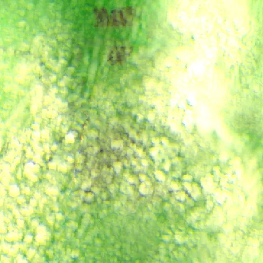 Wildfire near Demarcação (Sep 9) — Sentinel-2 SWIR (fuego)