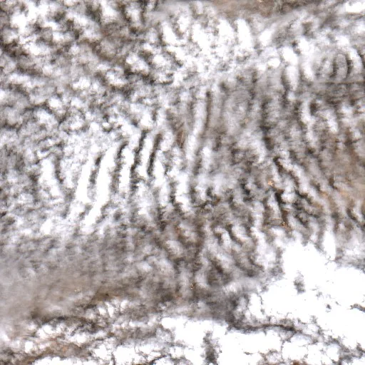 Incendio cerca de Walgett — Sentinel-2 true color
